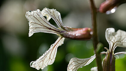 Rucola-Blüte