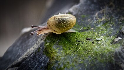 Minischnecke mit Schneckenhaus