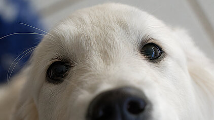 Golden Retriever Welpe