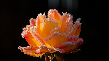 Raureif an Rosenblüte