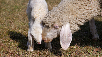 Mutterschaf mit Lamm