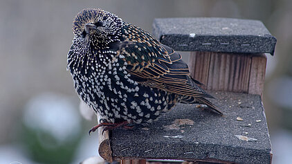Star am Vogelhäuschen